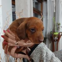 Cuccioli di bassotto kaninchen