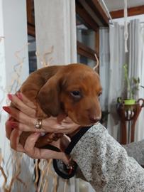 Cuccioli di bassotto kaninchen