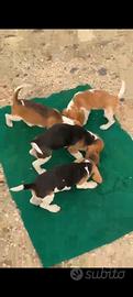 Beagle pedigree