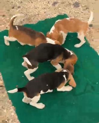 Beagle pedigree