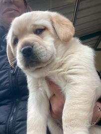 Labrador miele con pedigree