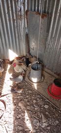 Gallinelle nane 