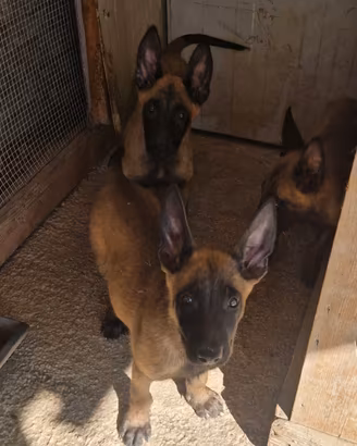 Pastore belga malinois