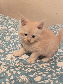 Maine Coon Red Silver Pedigree