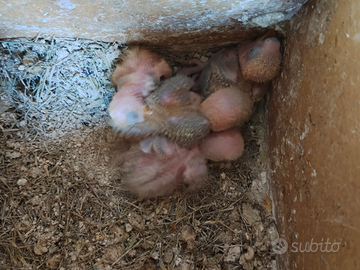 Inseperabili da allevare a mano