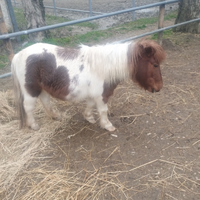 Pony e cavalli
