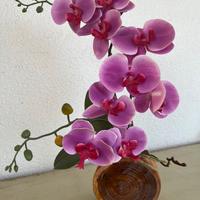 Orchidea