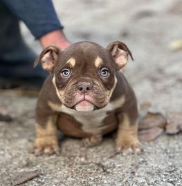 American bully