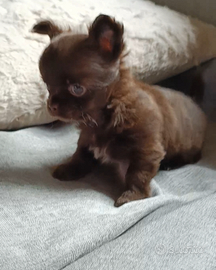 Chihuahua cucciola Chocolate Pedigree E