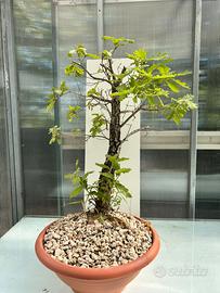 Pre bonsai quercia