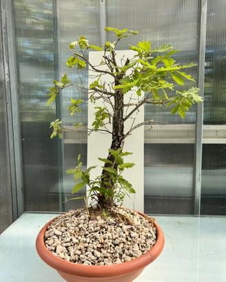 Pre bonsai quercia