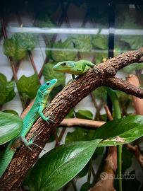Coppia G. Prasina con Terraio