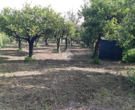 TER. AGRICOLO A NOCERA INFERIORE