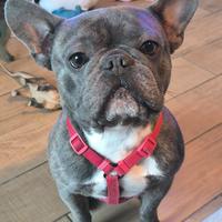 Bulldog francese Blu Maschio per Monta