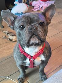 Bulldog francese Blu Maschio per Monta