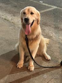 Golden retriever Americano x montapedigree