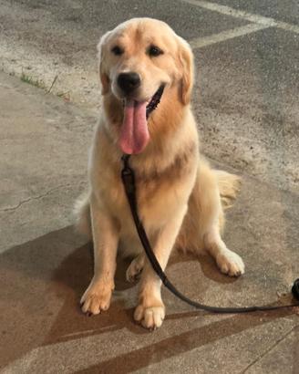 Golden retriever Americano x montapedigree