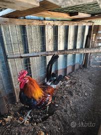 Gallo coronata
