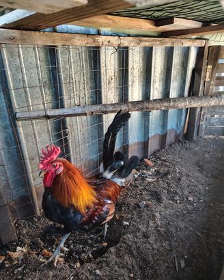 Gallo coronata
