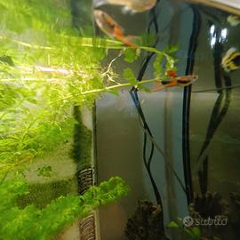 Guppy endler