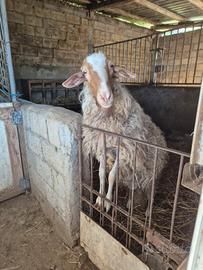 Montone razza comisana