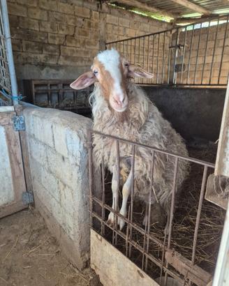 Montone razza comisana