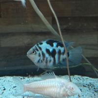 Nigrofasciato Parrot