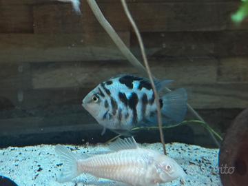 Nigrofasciato Parrot