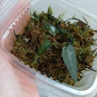 Alocasia Bambino pianta