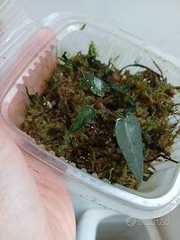 Alocasia Bambino pianta