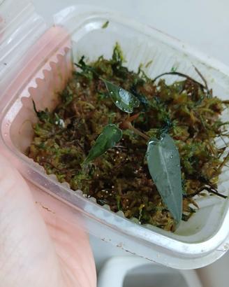 Alocasia Bambino pianta