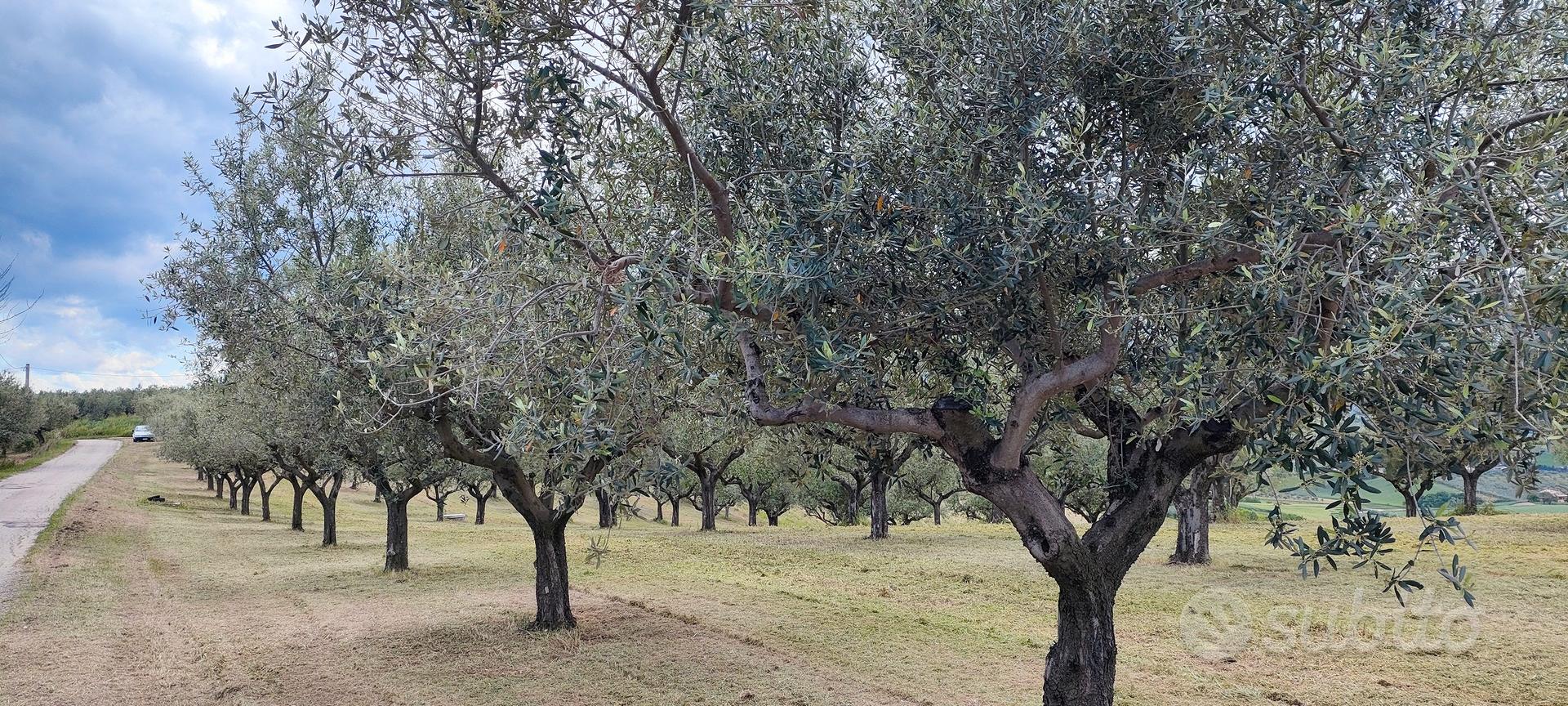 terreno con uliveto - Vista 2