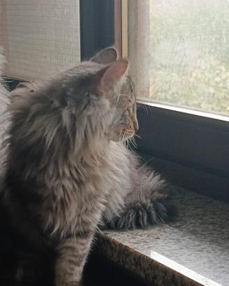 Cuccioli gatti Norvegesi