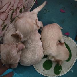 na. Mini MALTIPOO con Garanzia Allevamento - Animali In vendita a Napoli