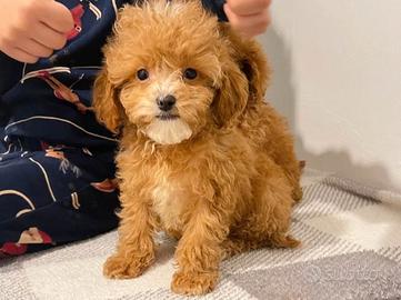 Cucciolata Cavapoo Maschi e Femmine