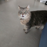 Gatta sterilizzata di 4 anni