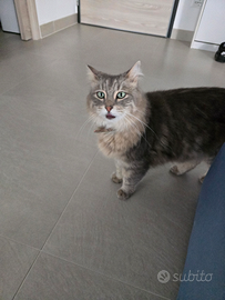 Gatta sterilizzata di 4 anni