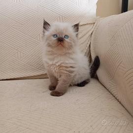 Gattino tipo ragdoll Seal point