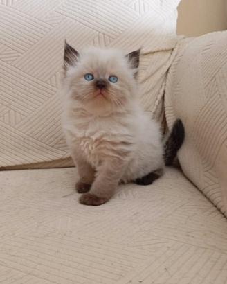 Gattino tipo ragdoll Seal point