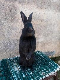 Conigli di razza e da carne