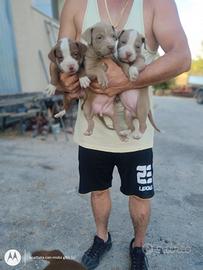 cuccioli di Pitbull!