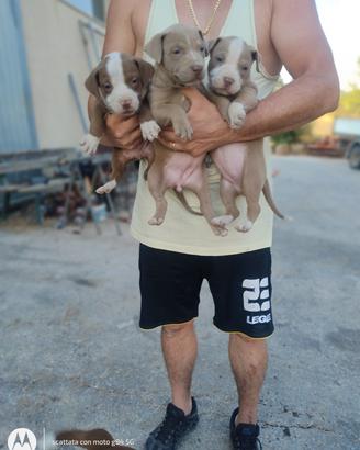 cuccioli di Pitbull!