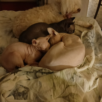 Cucciolo gatto nudo sphynx elf maschio