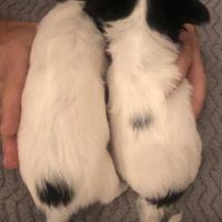 Cuccioli di chihuahua pelo lungo