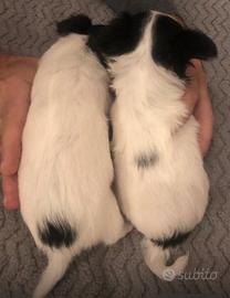 Cuccioli di chihuahua pelo lungo