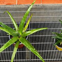 4 piante di aloe