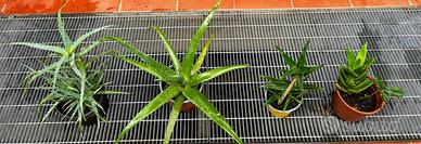4 piante di aloe