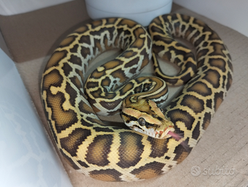 Pitone Moluro Maschio Bivittatus