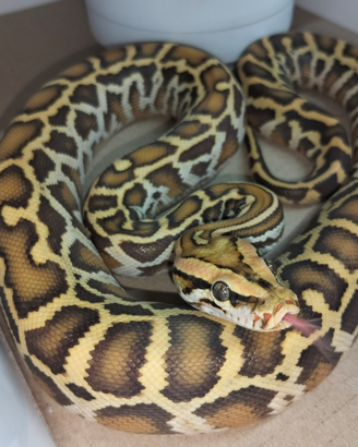 Pitone Moluro Maschio Bivittatus