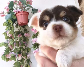 Cuccioli di chihuahua